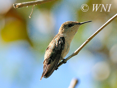Vervain Hummingbird (Mellisuga minima)